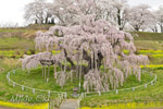 三春滝桜202104-09