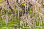 三春滝桜202104-11