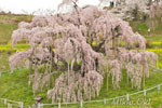 三春滝桜202104-13
