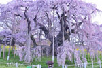 三春滝桜202304-02