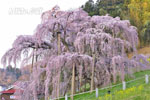 三春滝桜202304-08