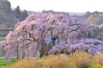 三春滝桜202304-10
