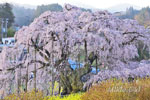 三春滝桜202404-09