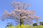 七草木の天神桜-05