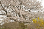 七草木桜-09