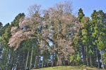 成田神社の種蒔桜-11
