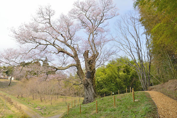 cm-南成田の大桜-02