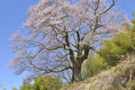 南成田の大桜-04