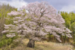 南成田の大桜-10