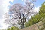 南成田の大桜-11