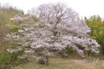 南成田の大桜-12