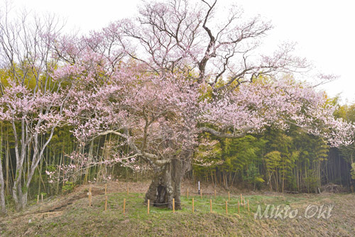 南成田の大桜-01