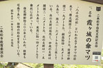 二本松城の傘マツ-09