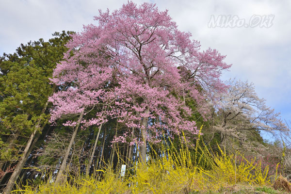 cm-三渡神社の種まき桜-02