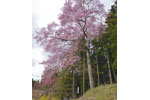 cm-三渡神社の種まき桜-06