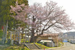 三渡神社の参宮桜-03