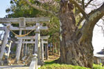 三渡神社の参宮桜-05