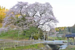 新殿神社の岩桜-02