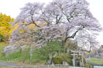 新殿神社の岩桜-03