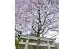 新殿神社の岩桜-04