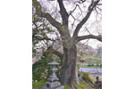 新殿神社の岩桜-08