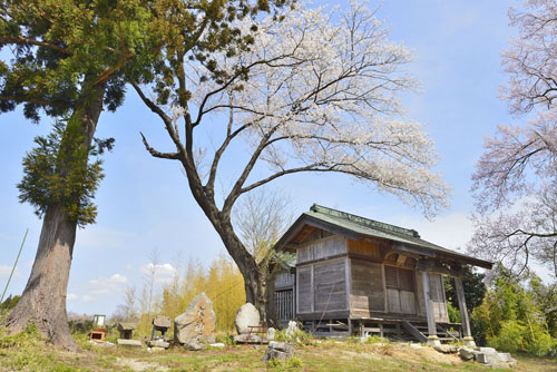 二ツ石稲荷神社の桜-01