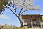 二ツ石稲荷神社の桜-02