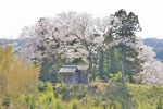 二ツ石稲荷神社の桜-07