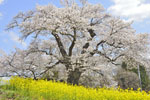 日向の人待ち地蔵桜-05