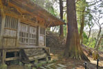 松比羅神社のスギ-09