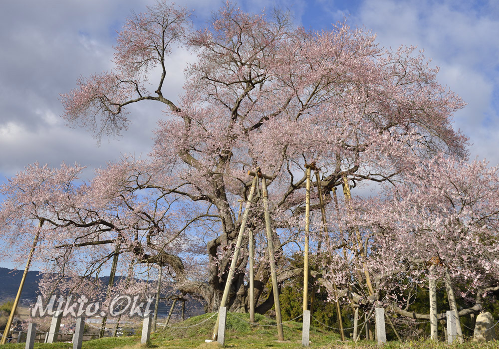 福島県の巨木 戸津辺のサクラ