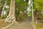 小野鹽竈神社のスギ-05