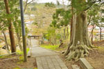小野鹽竈神社のスギ-09