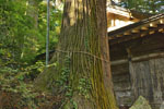 熊野神社の大杉-02