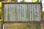 熊野神社の大杉-05