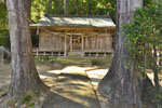 熊野神社の大杉-08