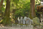 熊野神社の大杉-11