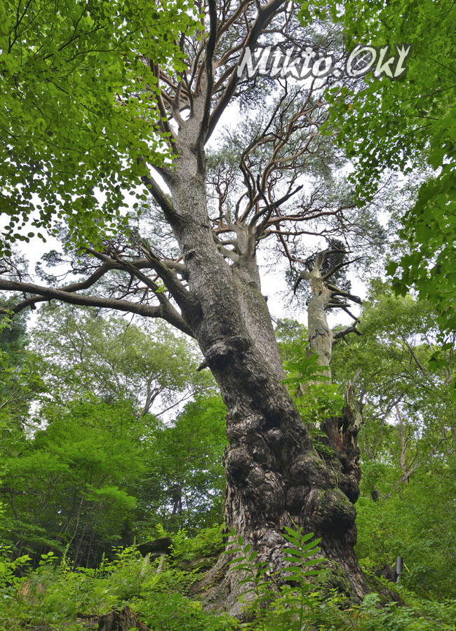 山形県の巨木 東法田の大アカマツ
