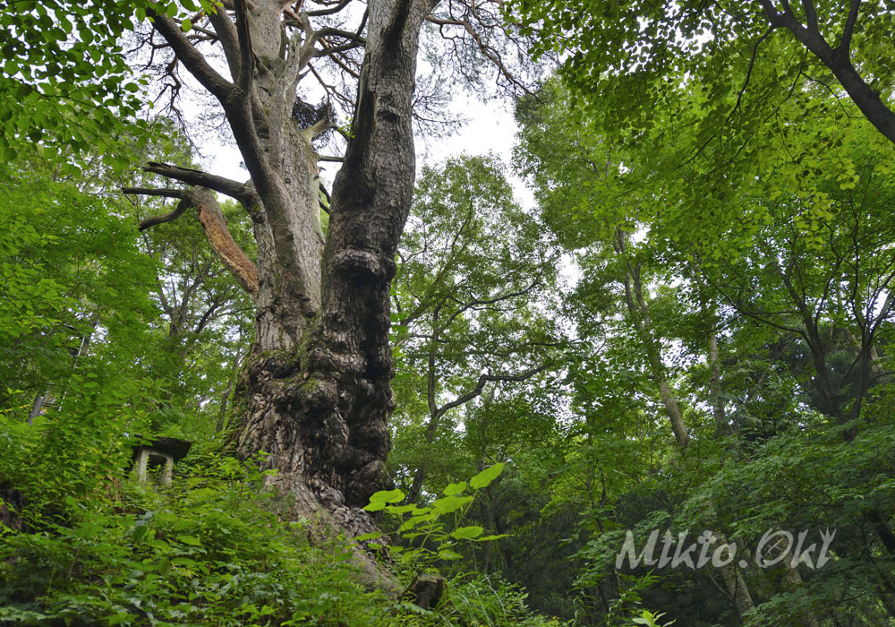 山形県の巨木 東法田の大アカマツ