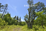 栗駒山の千年クロベ01_32